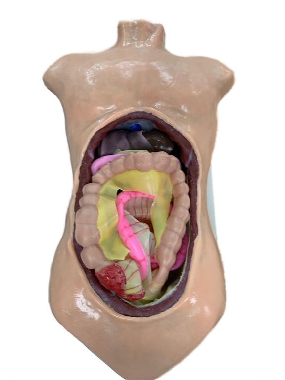 Torso Cirúrgico - Simulador de Procedime ...